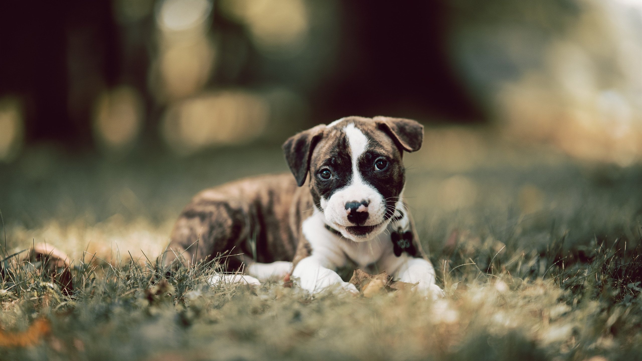 开云官网APP下载-中国围棋协会发布围棋教练员培训计划，中国围棋协会教练员证